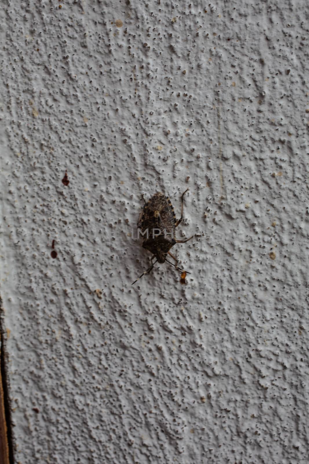 Scabby tree bug on house wall