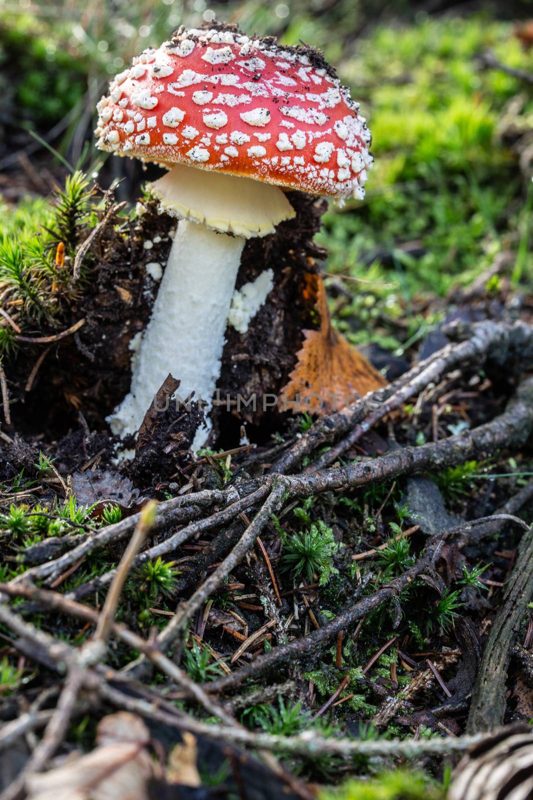 poisonous toadstools on the autumn forest floor