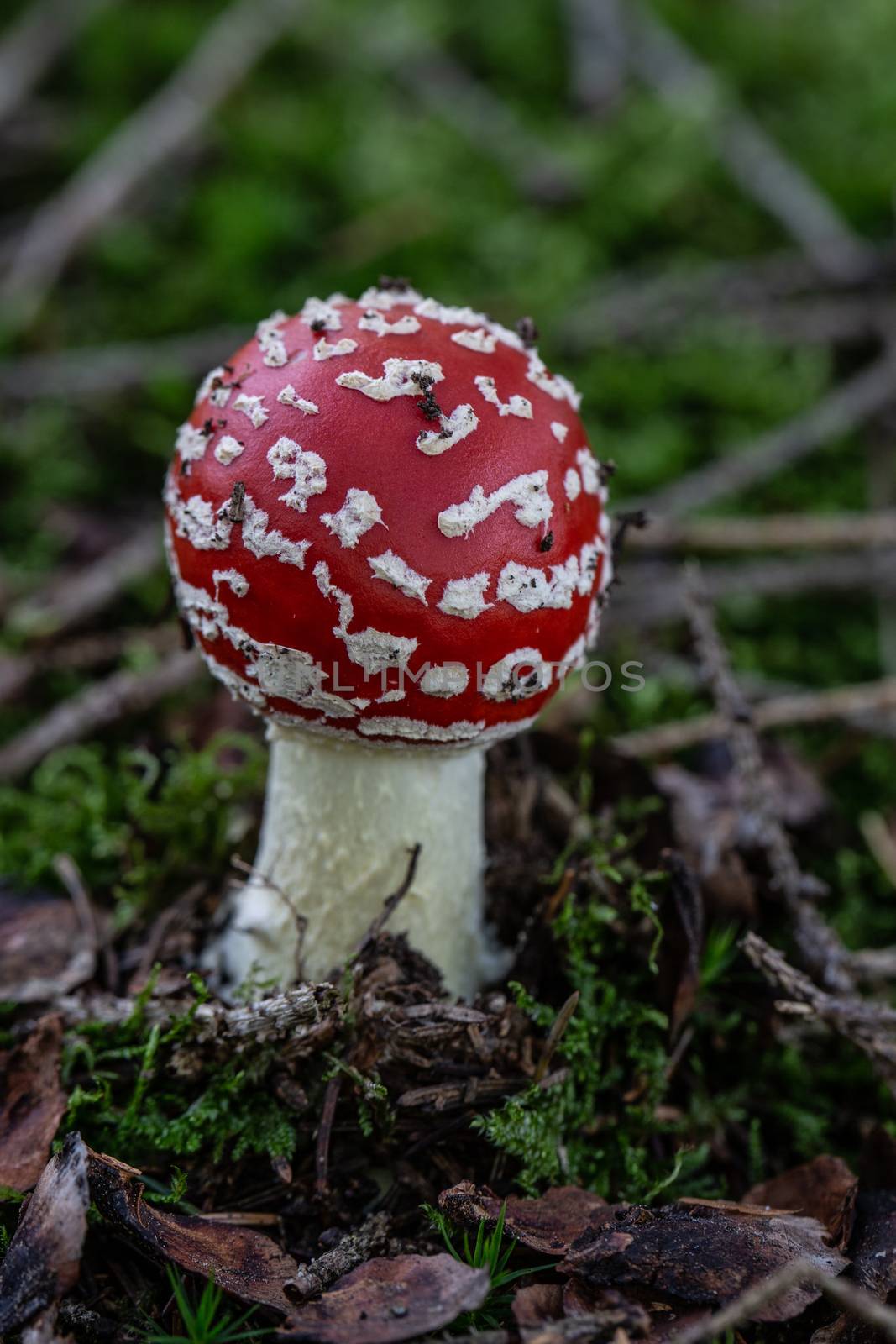 poisonous toadstools on the autumn forest floor