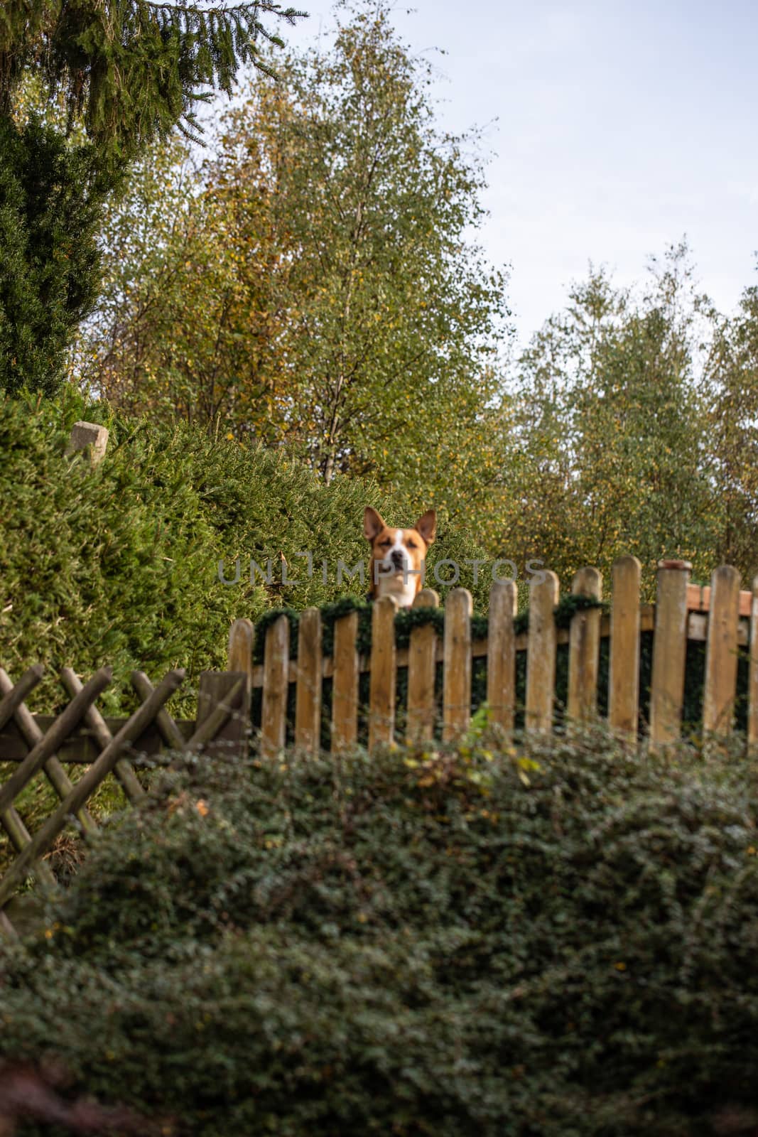 Dog stands on fence and watches