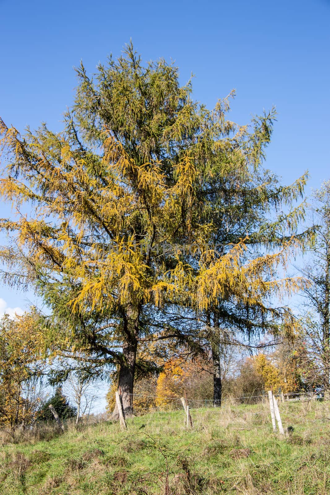 discolored larch tree in autumn