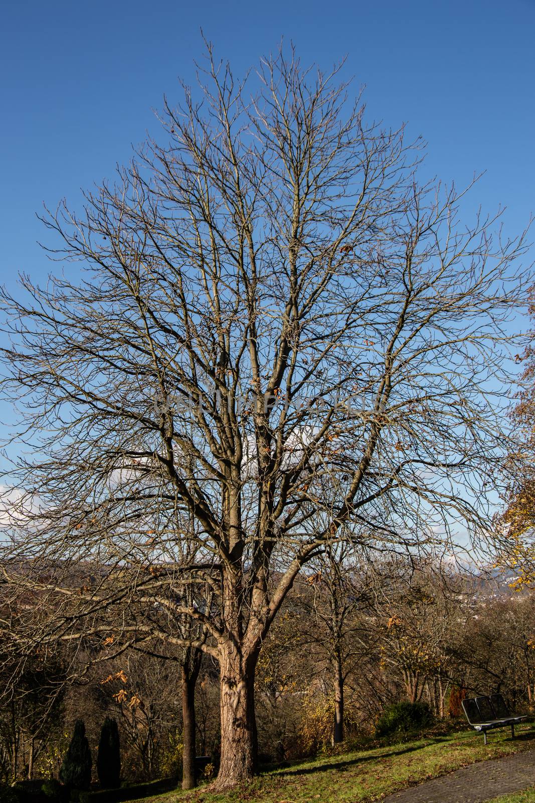 single bald chestnut tree in sunny winter