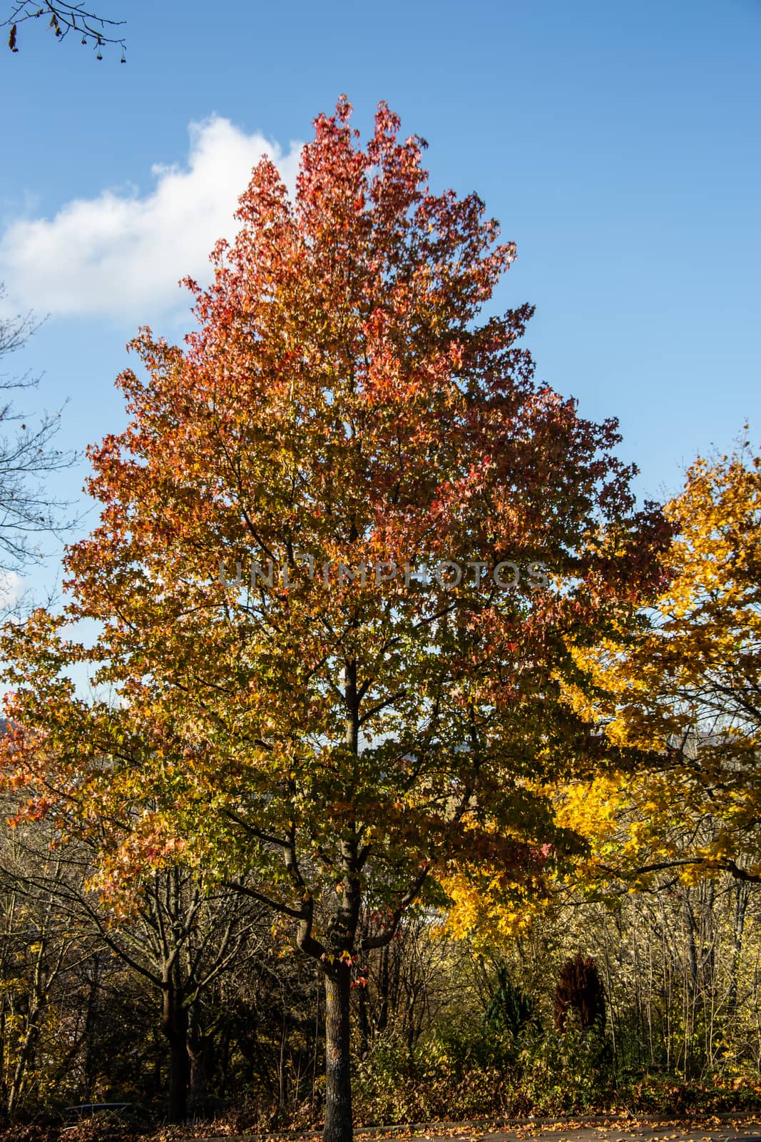 colorfully colored maple tree in autumn