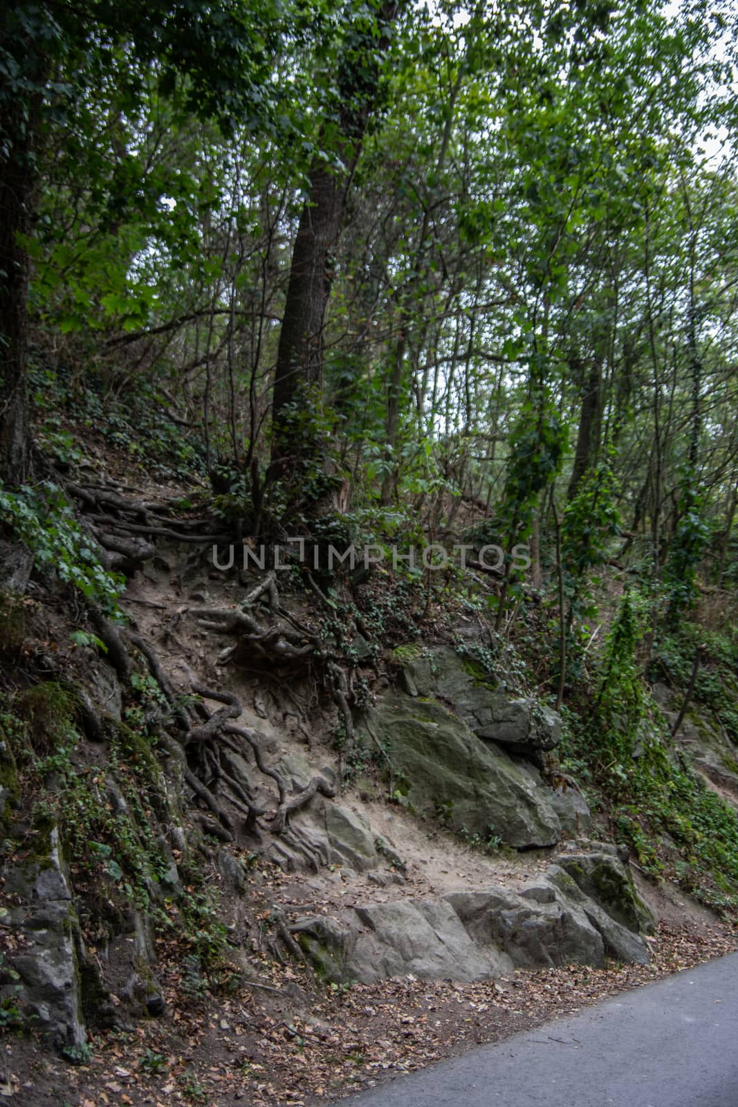 Forest and landscape around Frankenstein Castle