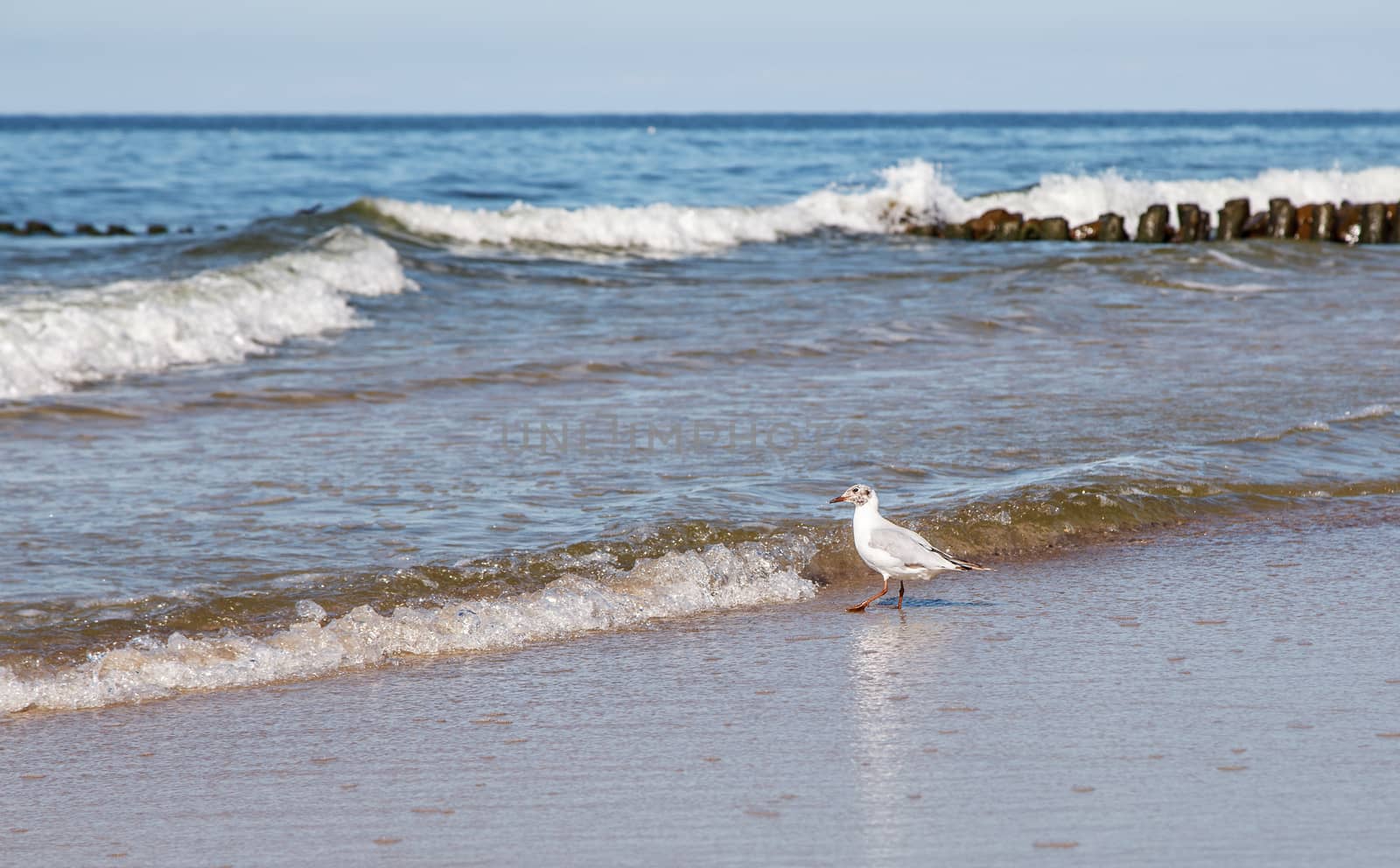 beautiful lonely white seagull standing on the sand of the sea shore on sunny summer day