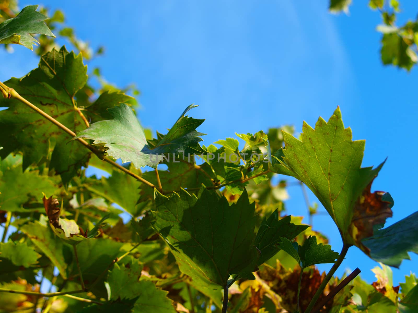 Yellowing grape leaves at autumn. Blue sky in the background.