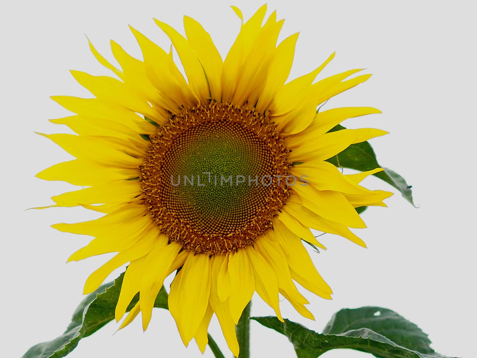 Closeup of a single sunflower with white background by Stimmungsbilder