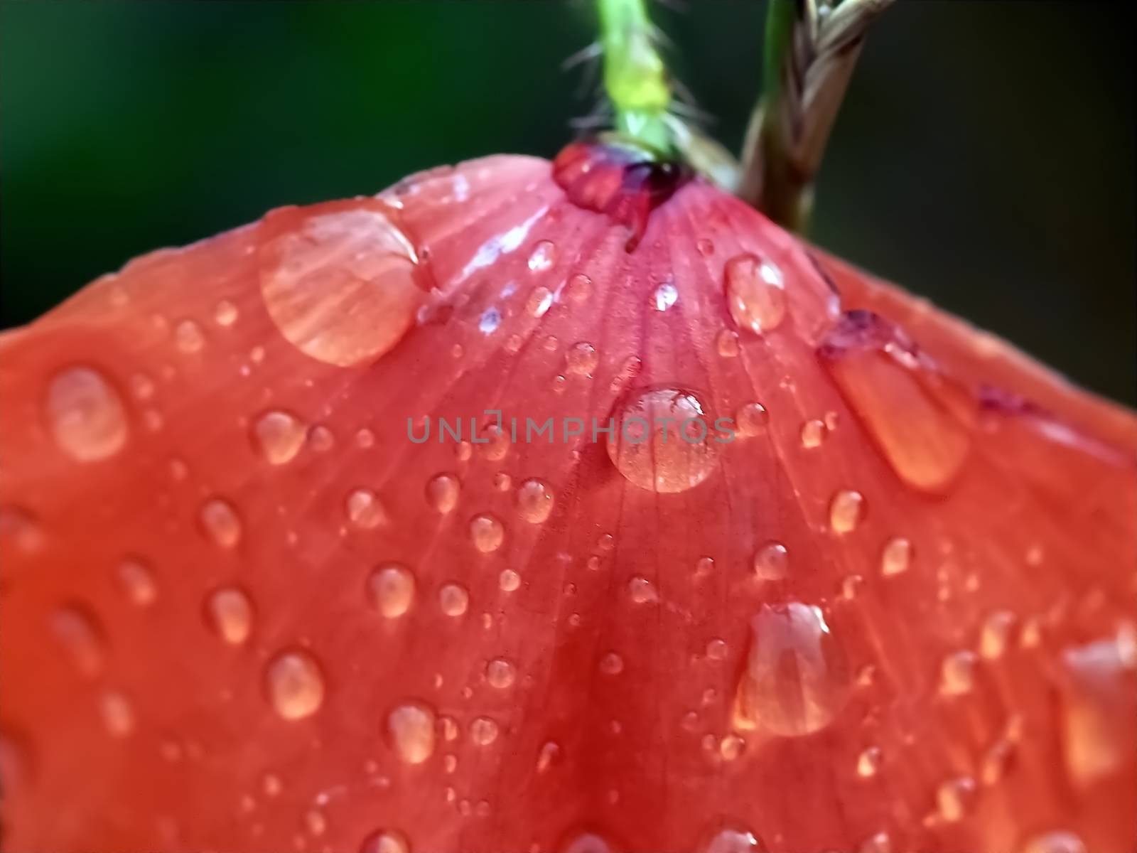 Macro of a red poppy flower with rain drops by Stimmungsbilder