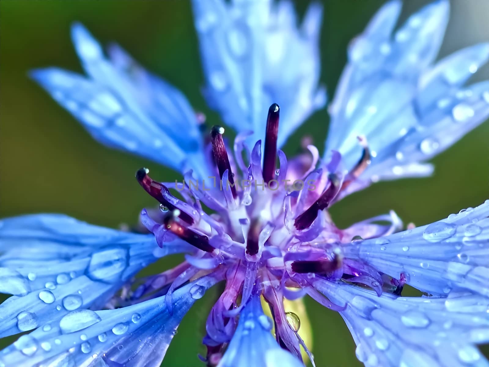 Macro of a blue corn flower with water drops