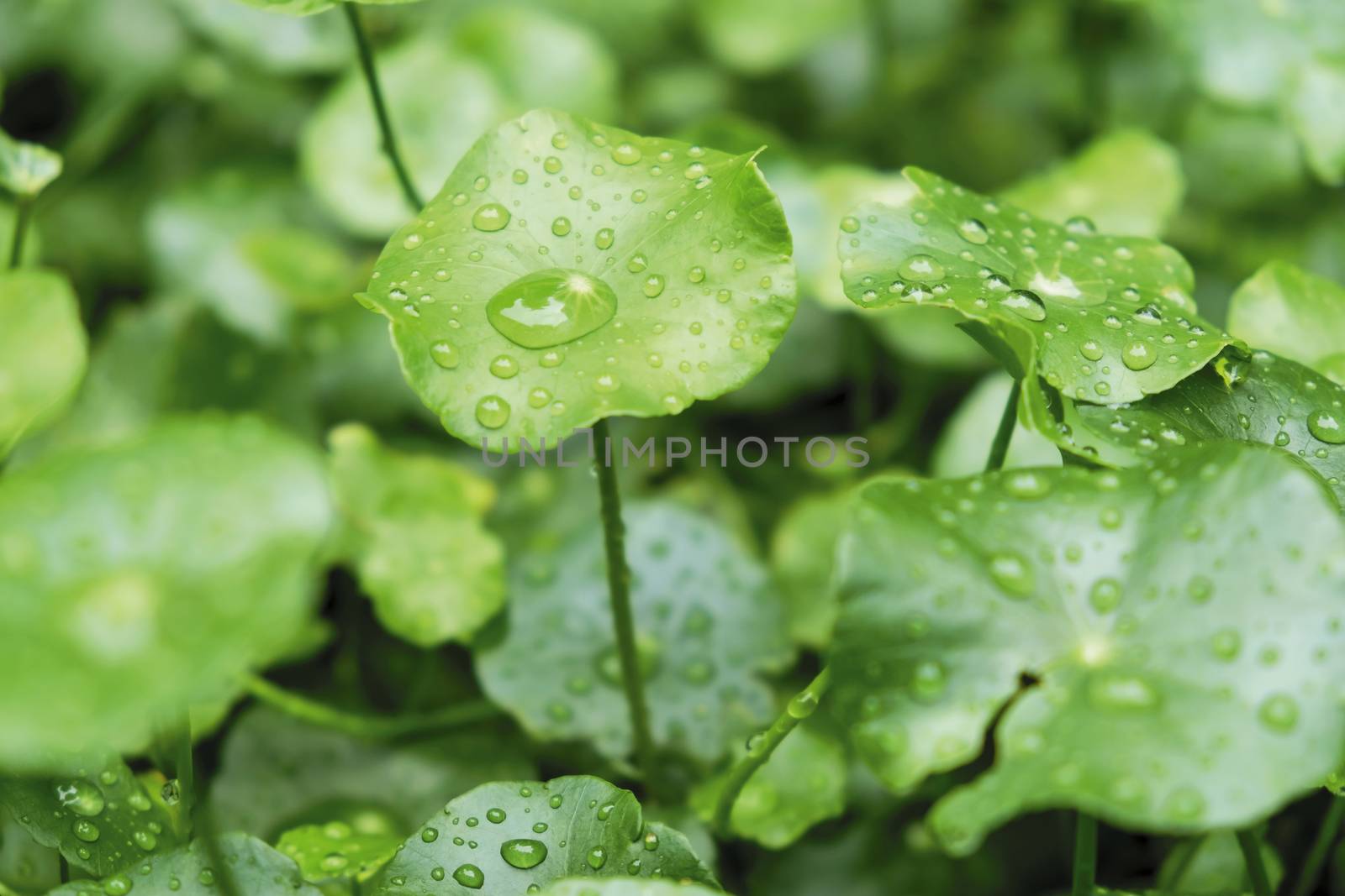 Raindrop on water pennywort in the garden by Myimagine