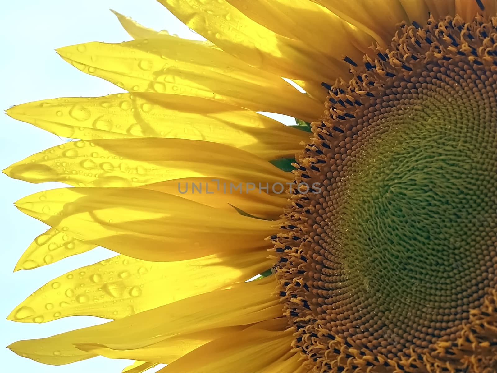 Macro of a yellow sun flower with rain drops by Stimmungsbilder