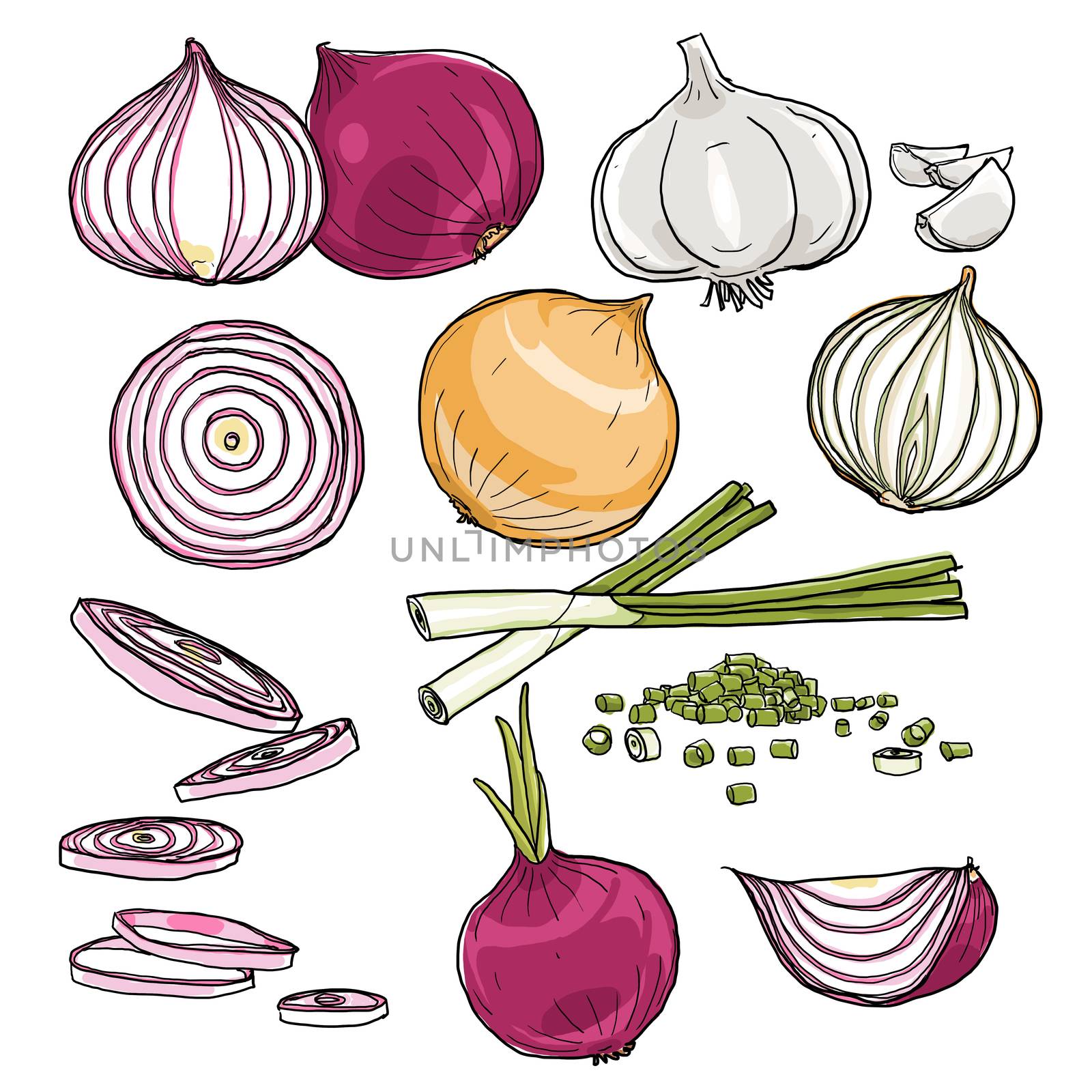 onion  set of  hand drawn art painting illustration