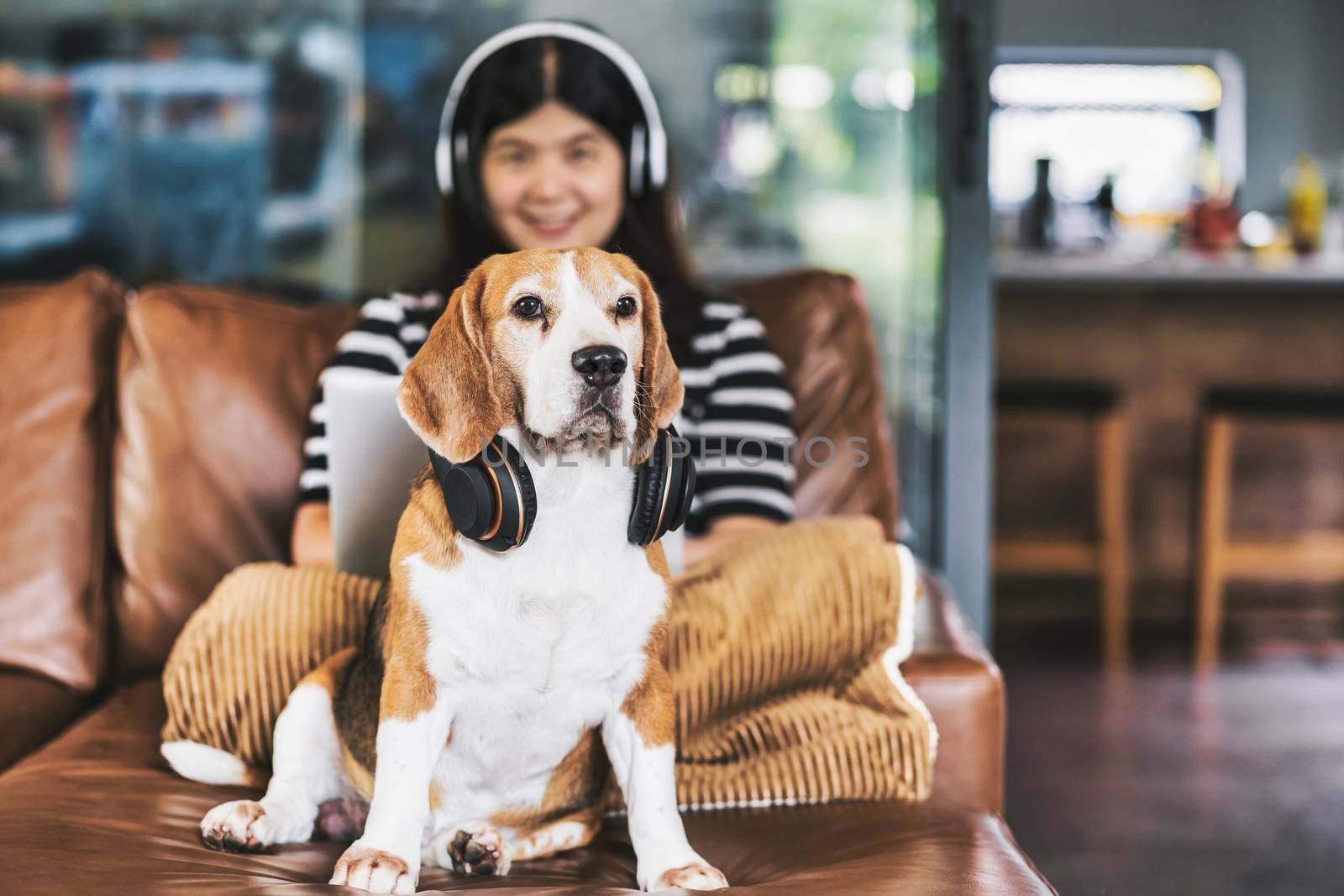 Closeup Beagle dog wearing headphone and sitting with Asian business woman using technology laptop and earphone for working from home in indoor house by video conference call, social distance concept