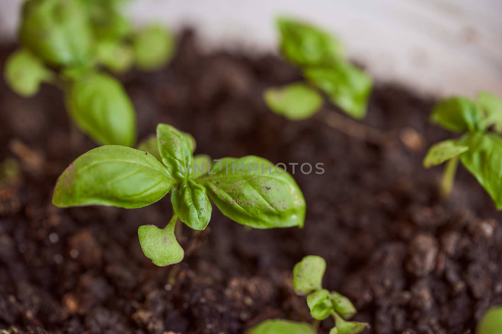 Young green basil sprouts in soil. High quality photo