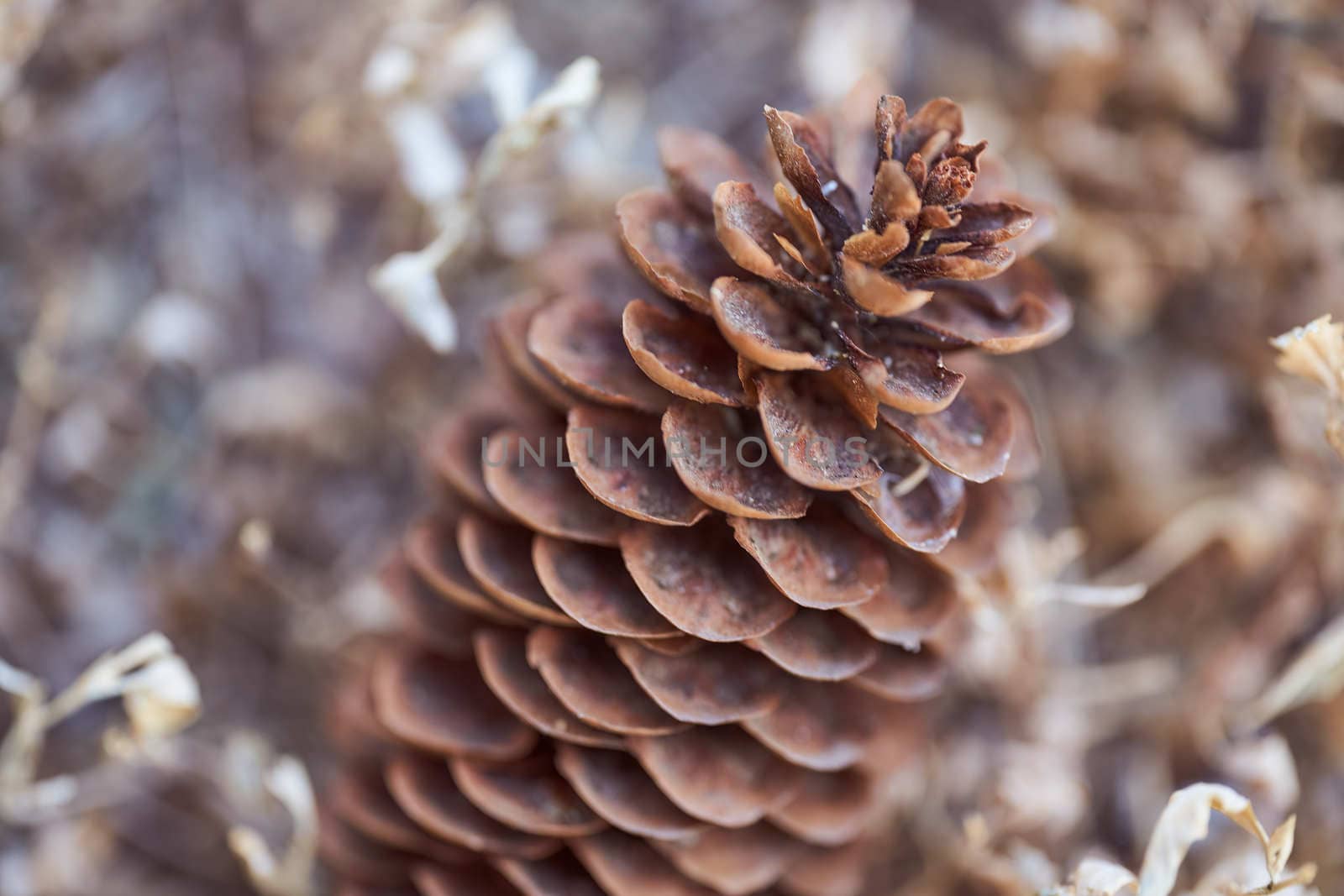 Open Christmas-tree pine cone on a brown background. High quality photo