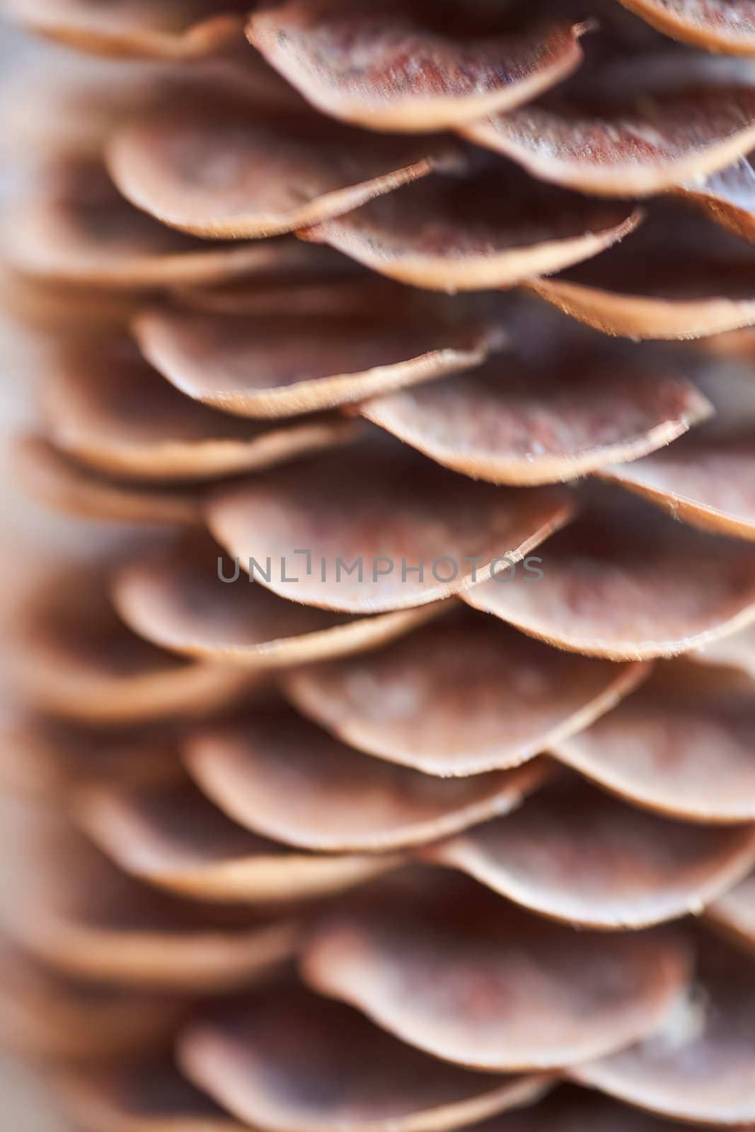 Open Christmas-tree pine cone on a brown background. High quality photo