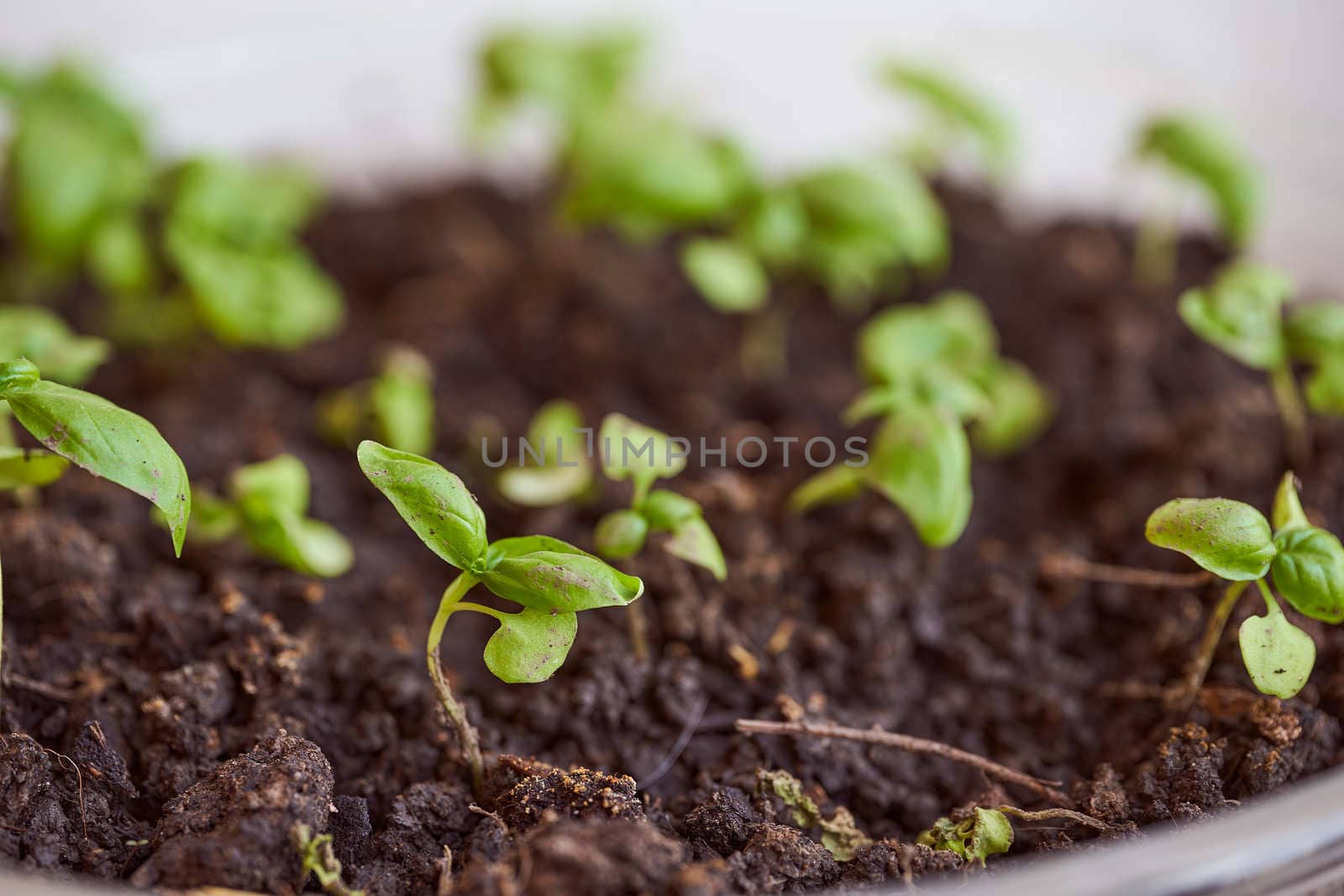 Young green basil sprouts in soil. High quality photo