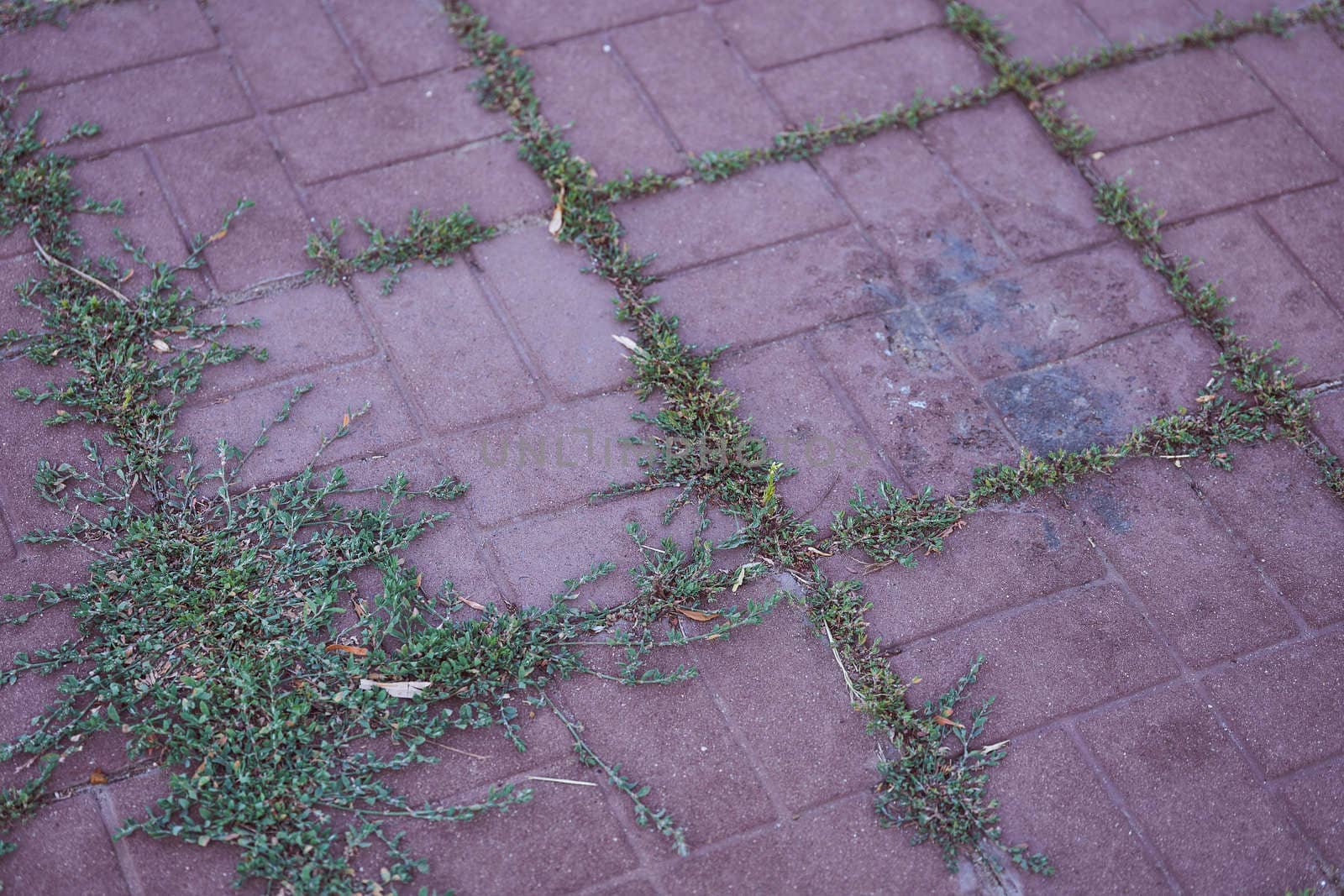 Green grass protruding through the slit in the outdoor tile. High quality photo