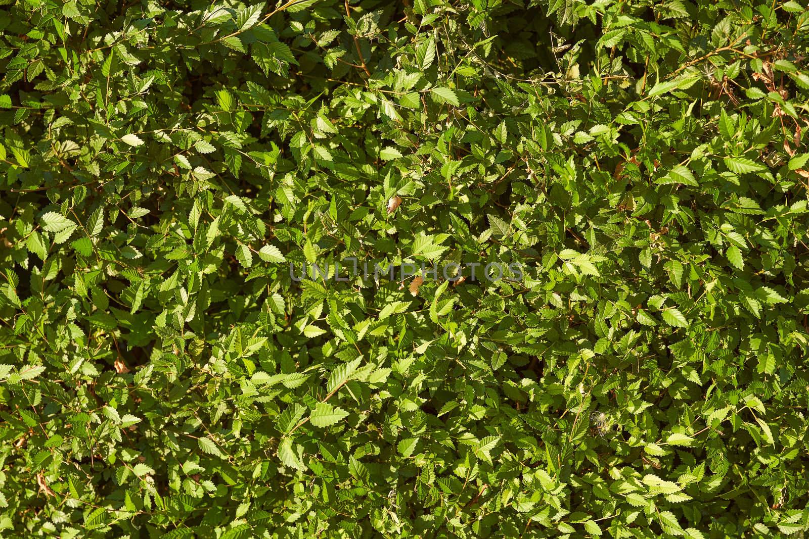 Green bush in the sun. Light effects. Natural background. High quality photo