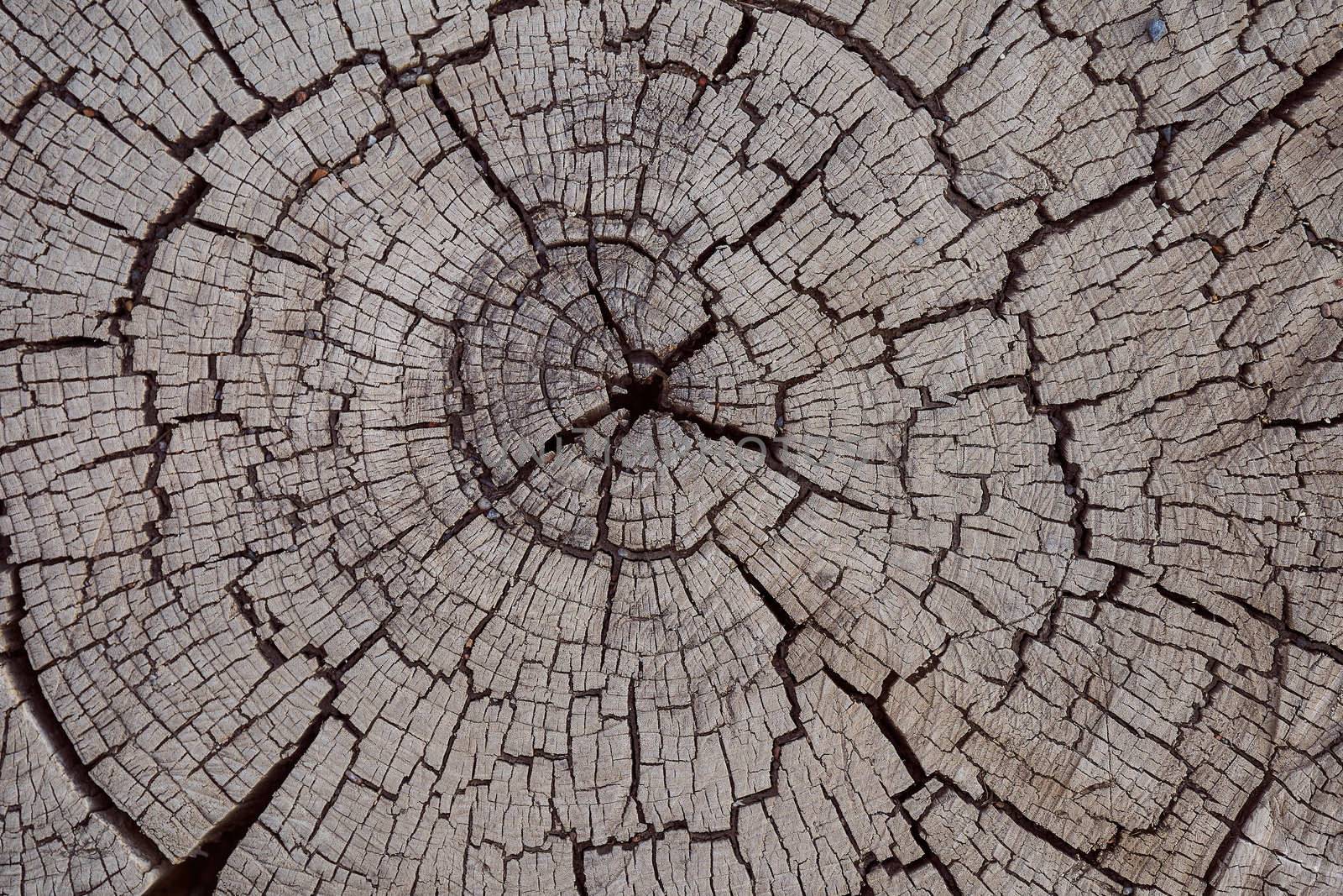 The texture of the old tree with rings. High quality photo