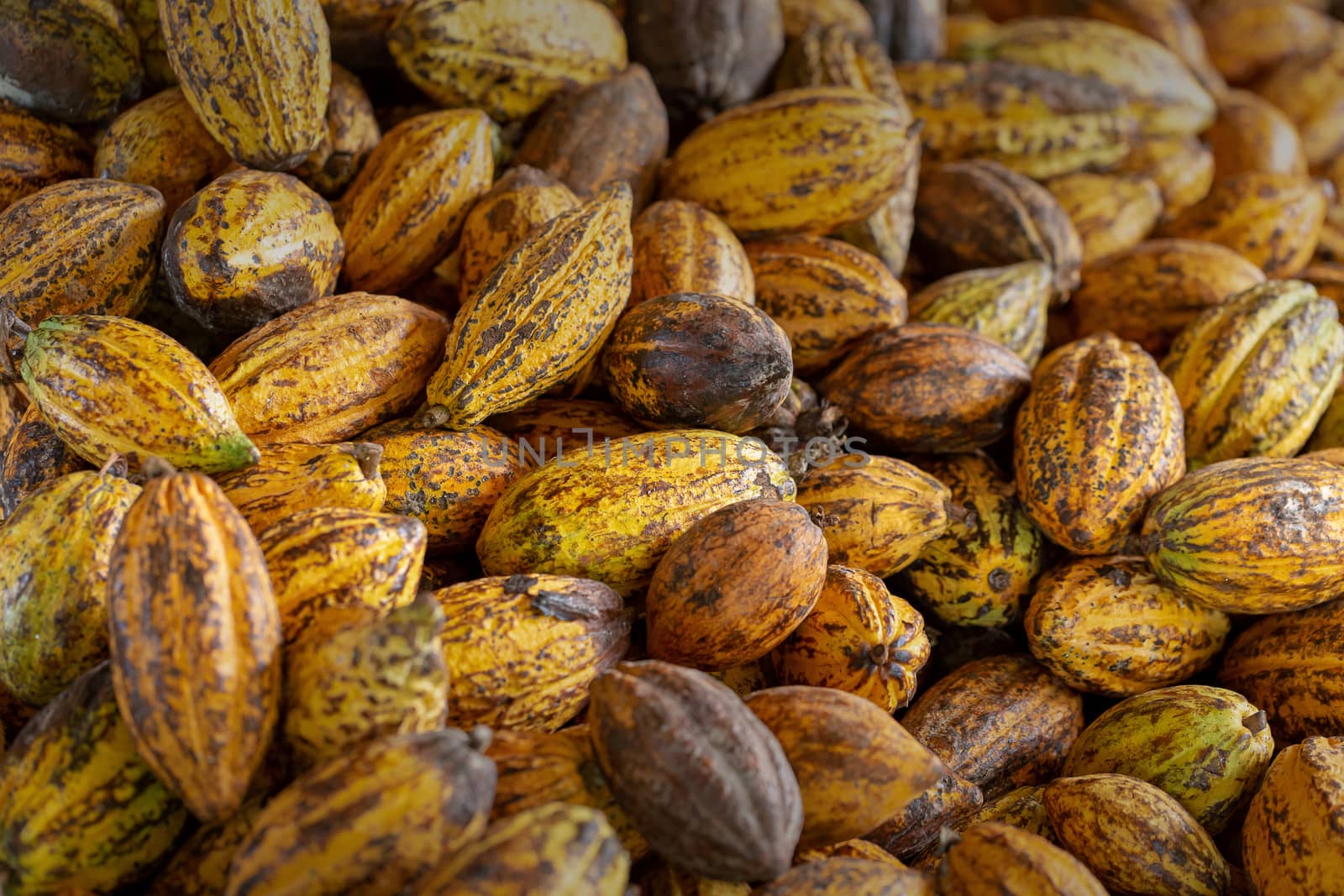 Cacao fruit, raw cacao beans and Cocoa pod background by kaiskynet