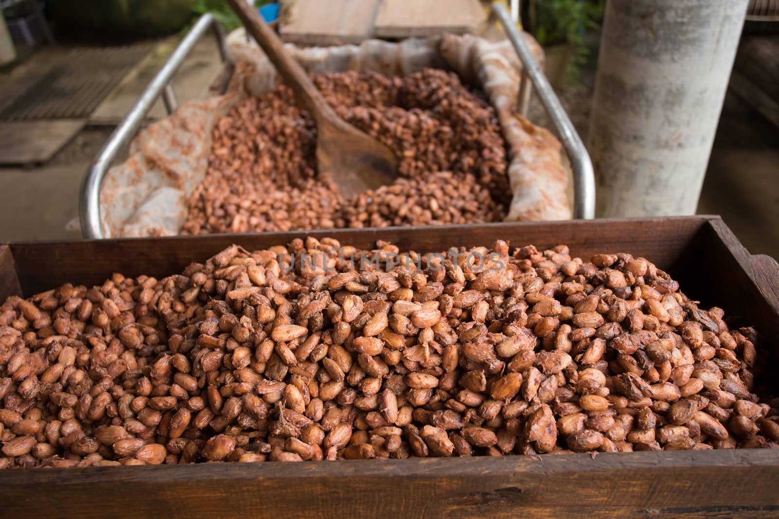 Fermented and fresh cocoa-beans lying in the wooden box by kaiskynet