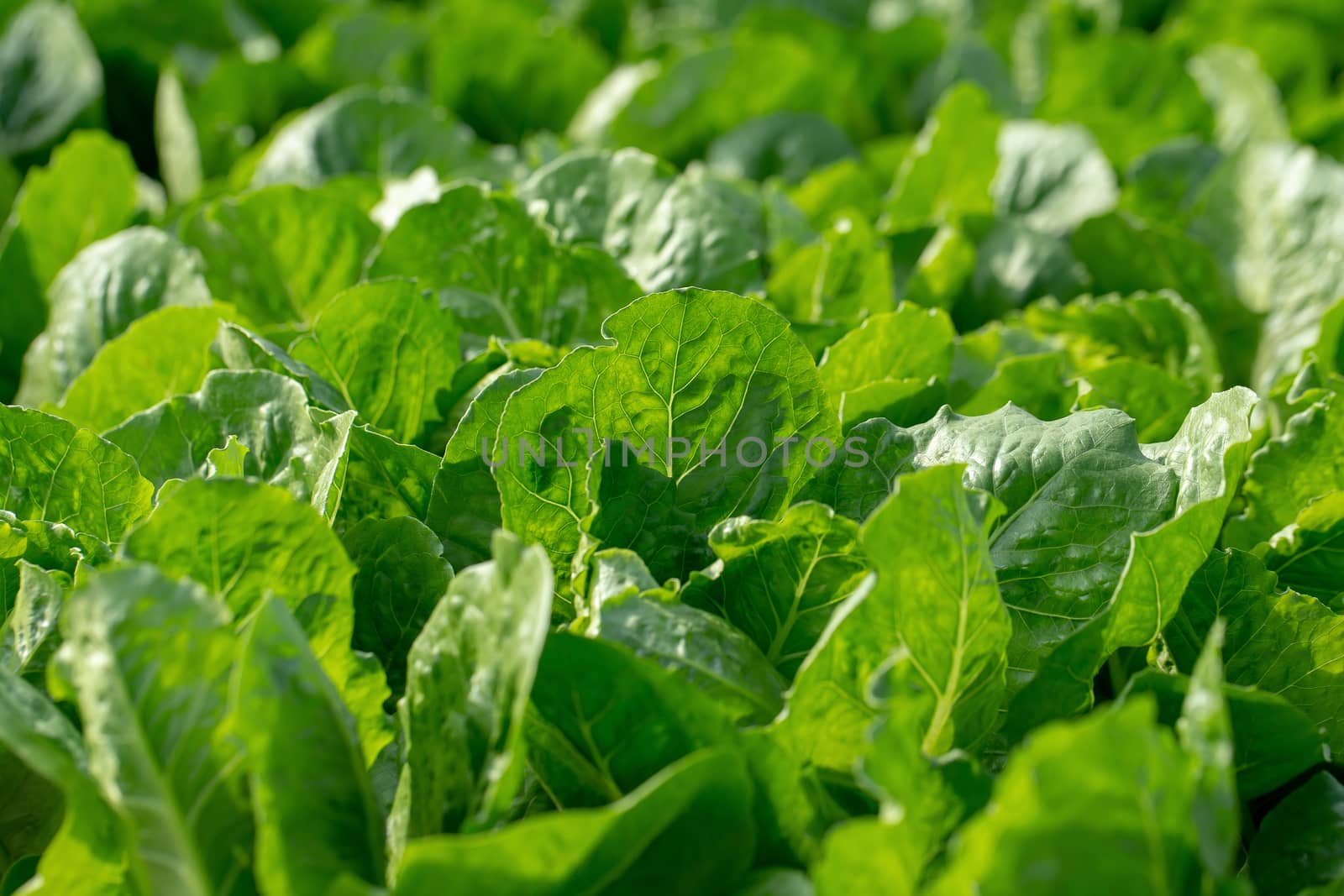 Fresh hydroponics vegetable farm, Salads vegetable in the agricultural hydroponics farm