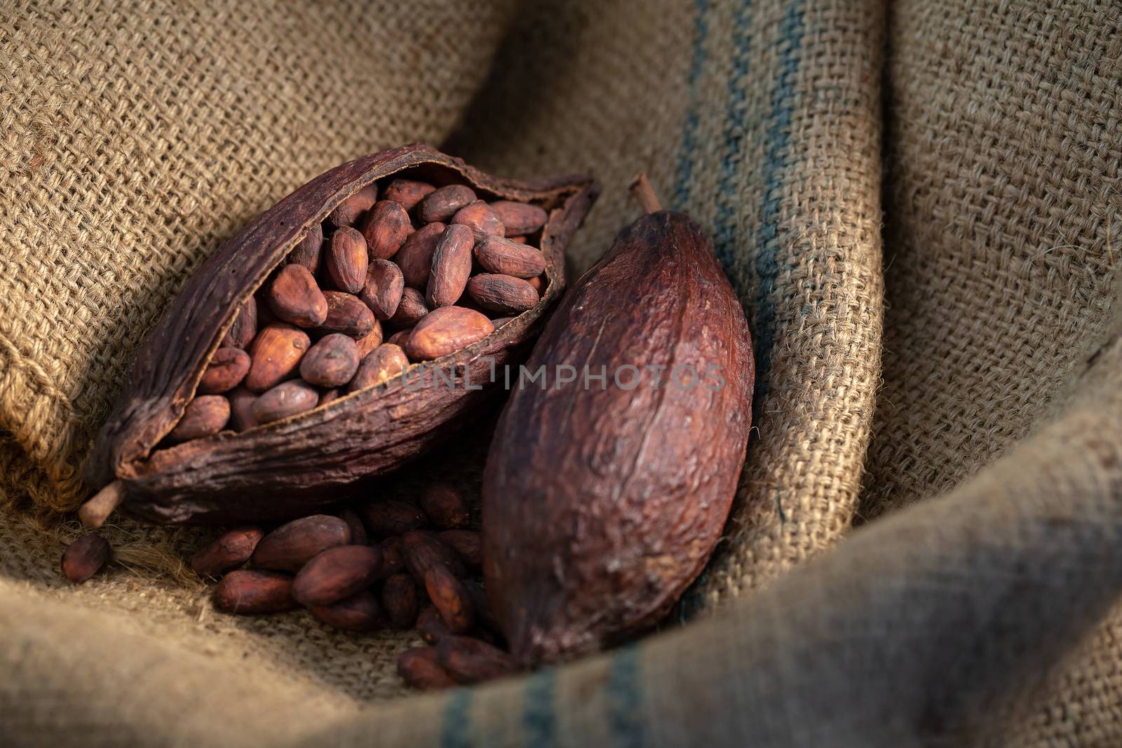 Cocoa beans in sack in the dark light.
