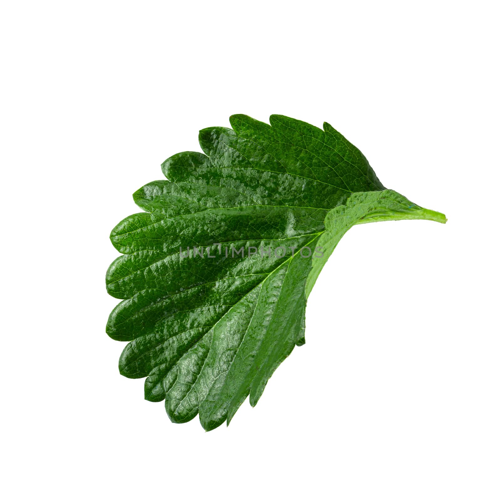 Green Strawberry Leaf isolated on white background