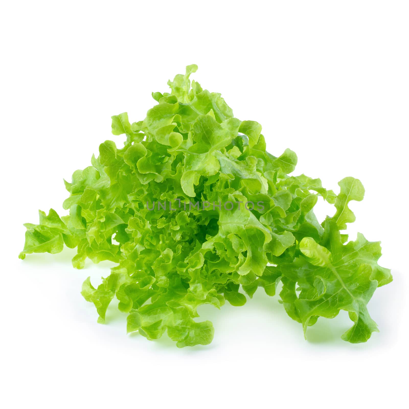 Green oak leaf lettuce isolated on a white background by kaiskynet