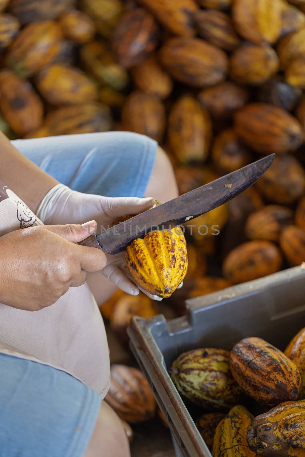man holding a ripe cocoa fruit with beans inside and Bring seeds by kaiskynet