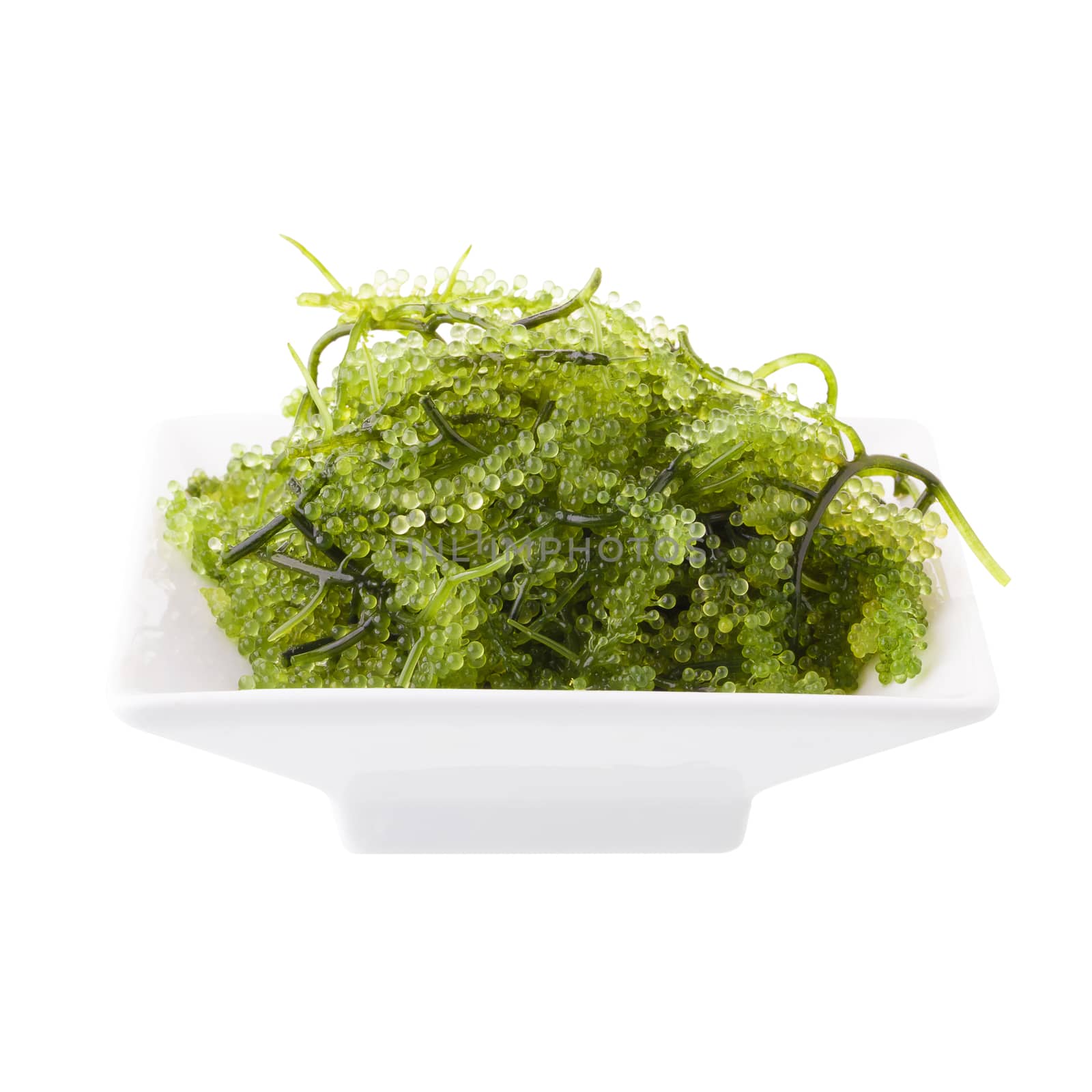 Umi-budou, Seaweed , Healthy sea food. Oval sea grapes seaweed. Healthy Food, Close up Green Caviar on white background.