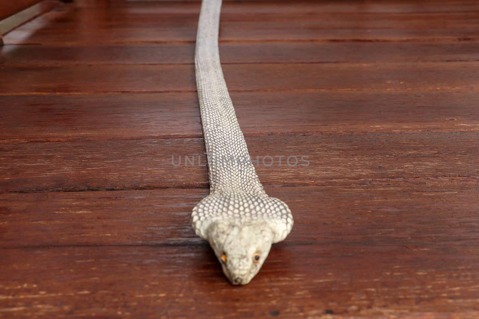 Tanned skin of Ophiophagus hannah. Close up of belt of the most venomous snake on Bali island in Indonesia. Product from leather workshop. King cobra also known as hamadryad, species of venomous snake