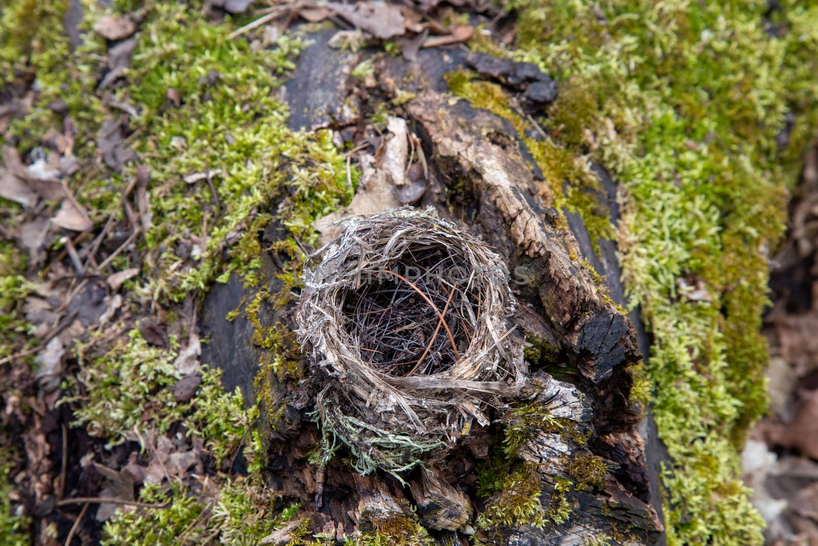 A bird's nest rests on a mossy log in the woods.