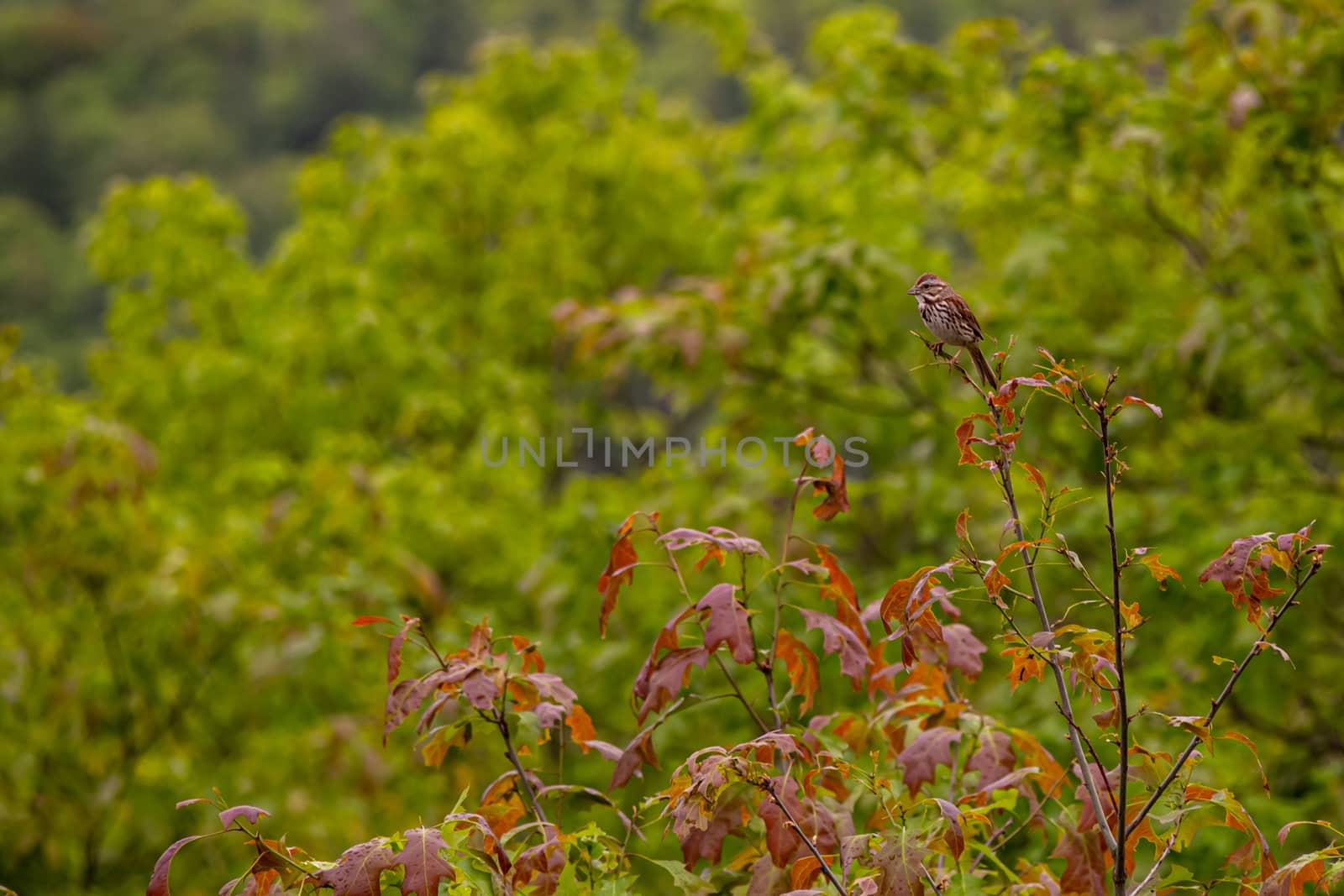 A song sparrow rests on top of the narrow branch of a tree with red leaves and blurred green foliage behind it.