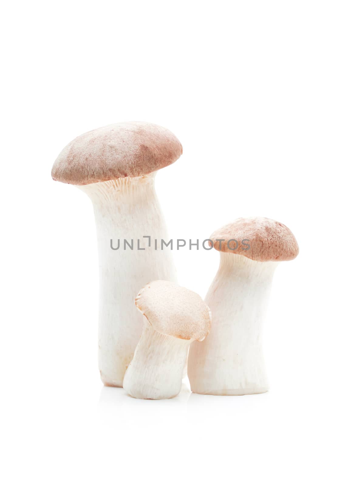 Mushroom on a white background