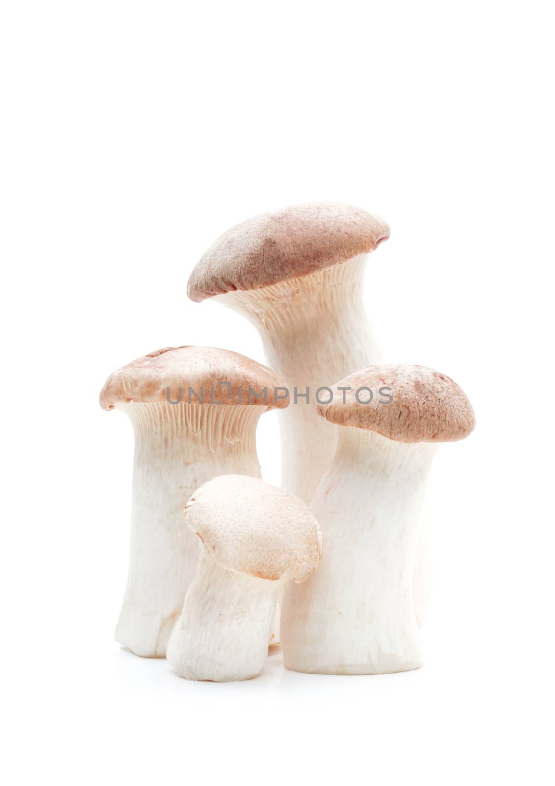 Mushroom on a white background by sompongtom