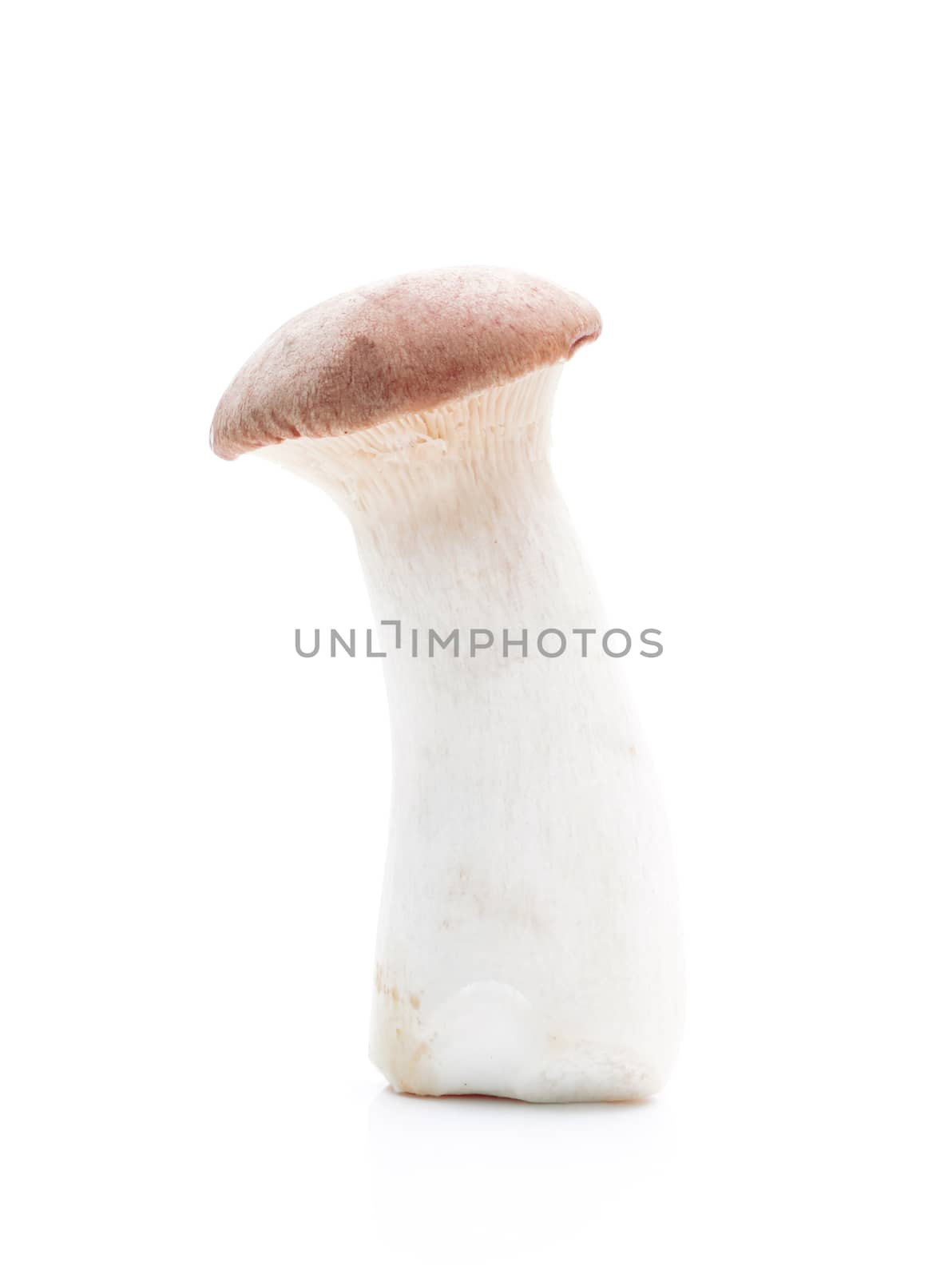 Mushroom on a white background by sompongtom