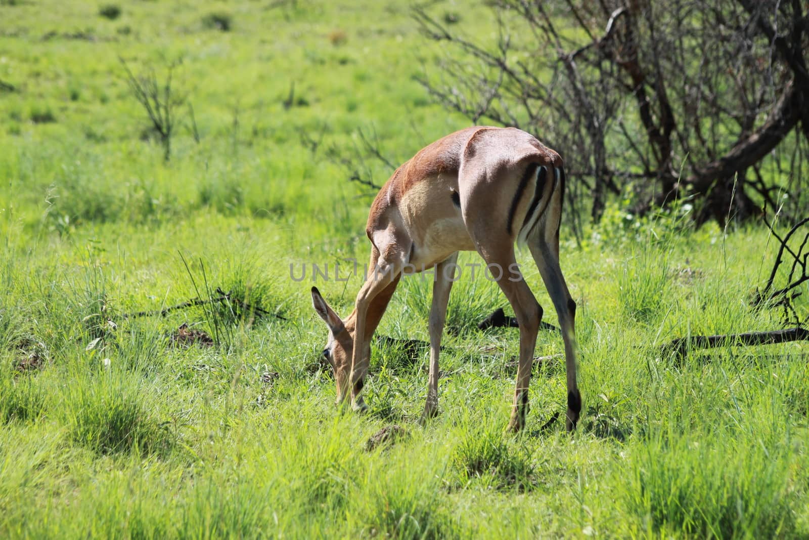 impala in the african bush infront of trees and thoen bushes