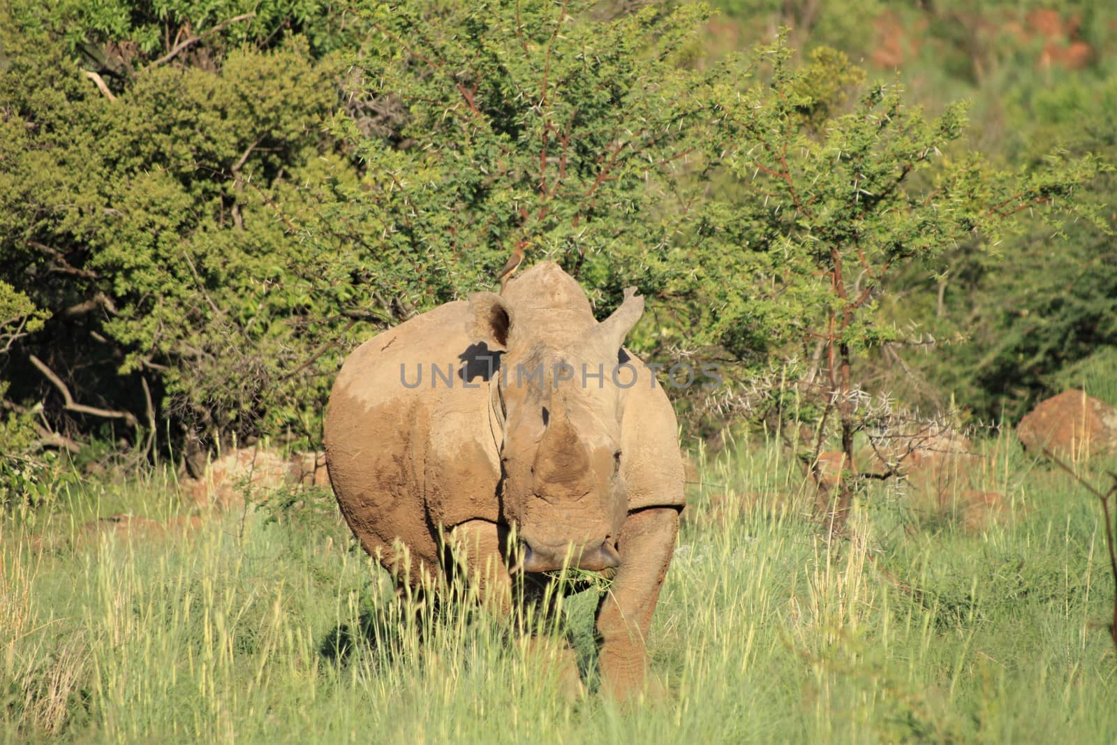 A white rhino in the african bush in front of some trees