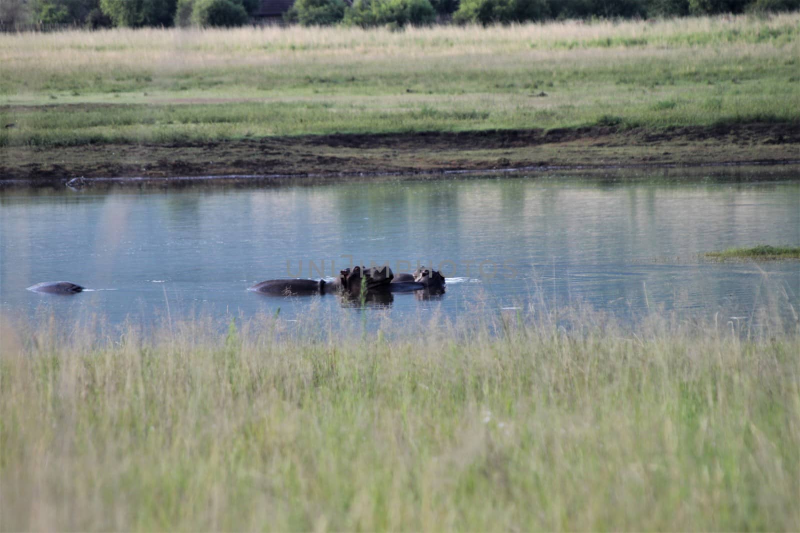 Some Hippos are lying in the water having a rest