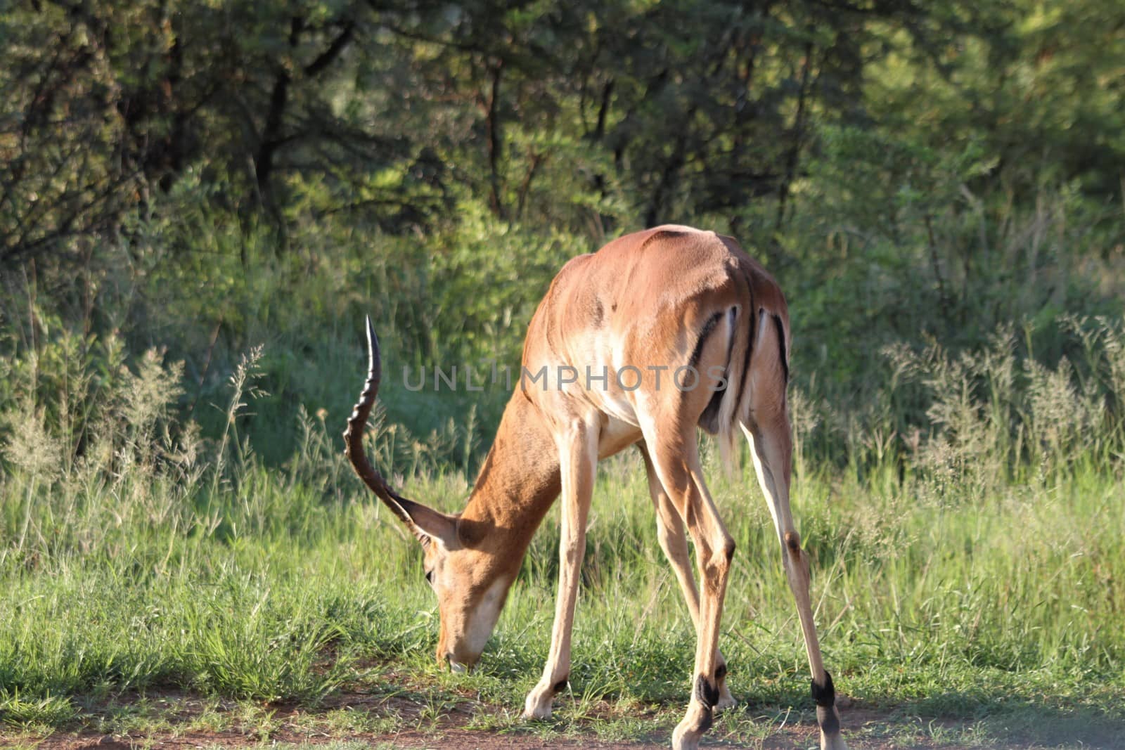 impala in the african bush in front of trees and thoen bushes