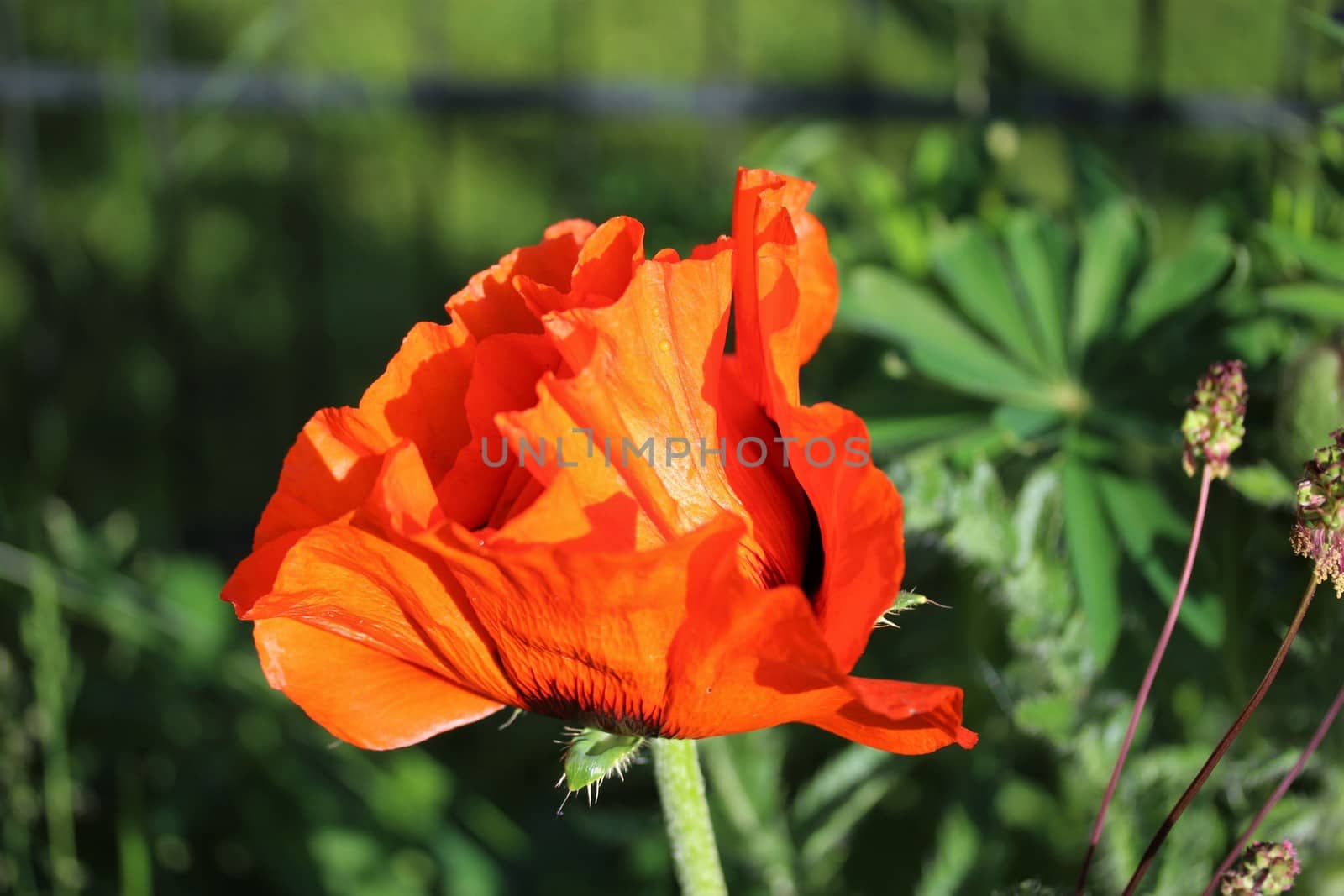 A poppy flower against a green background