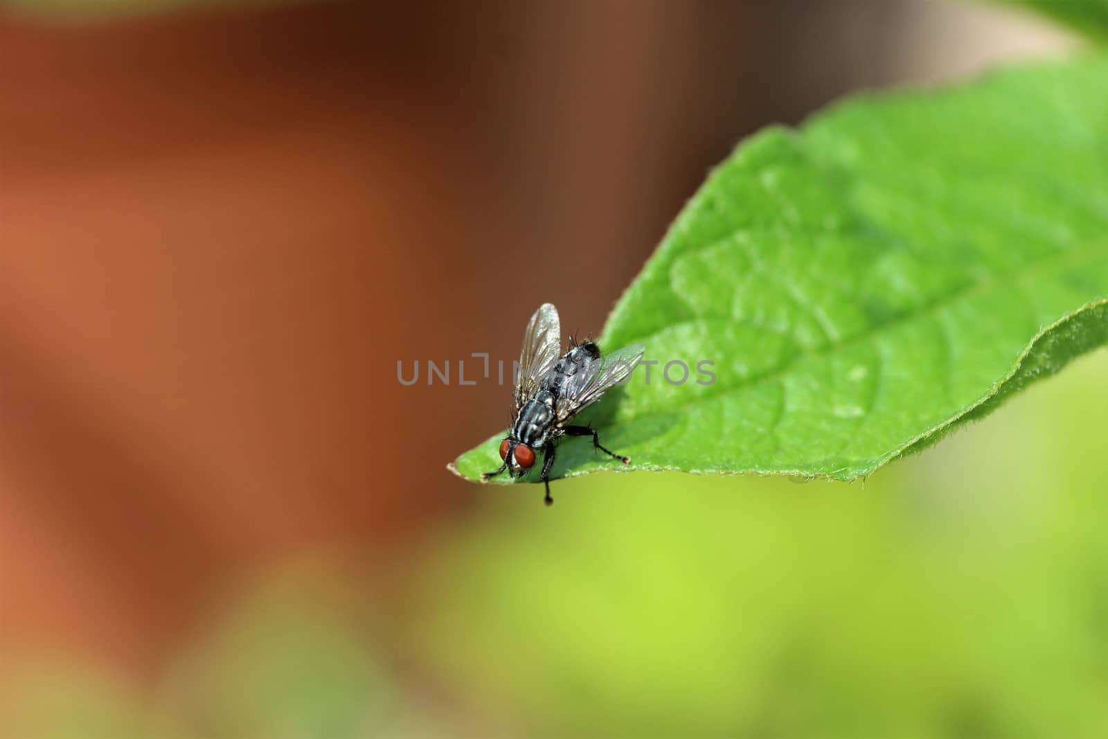 Close up of a fly on the green leafof a potato plant