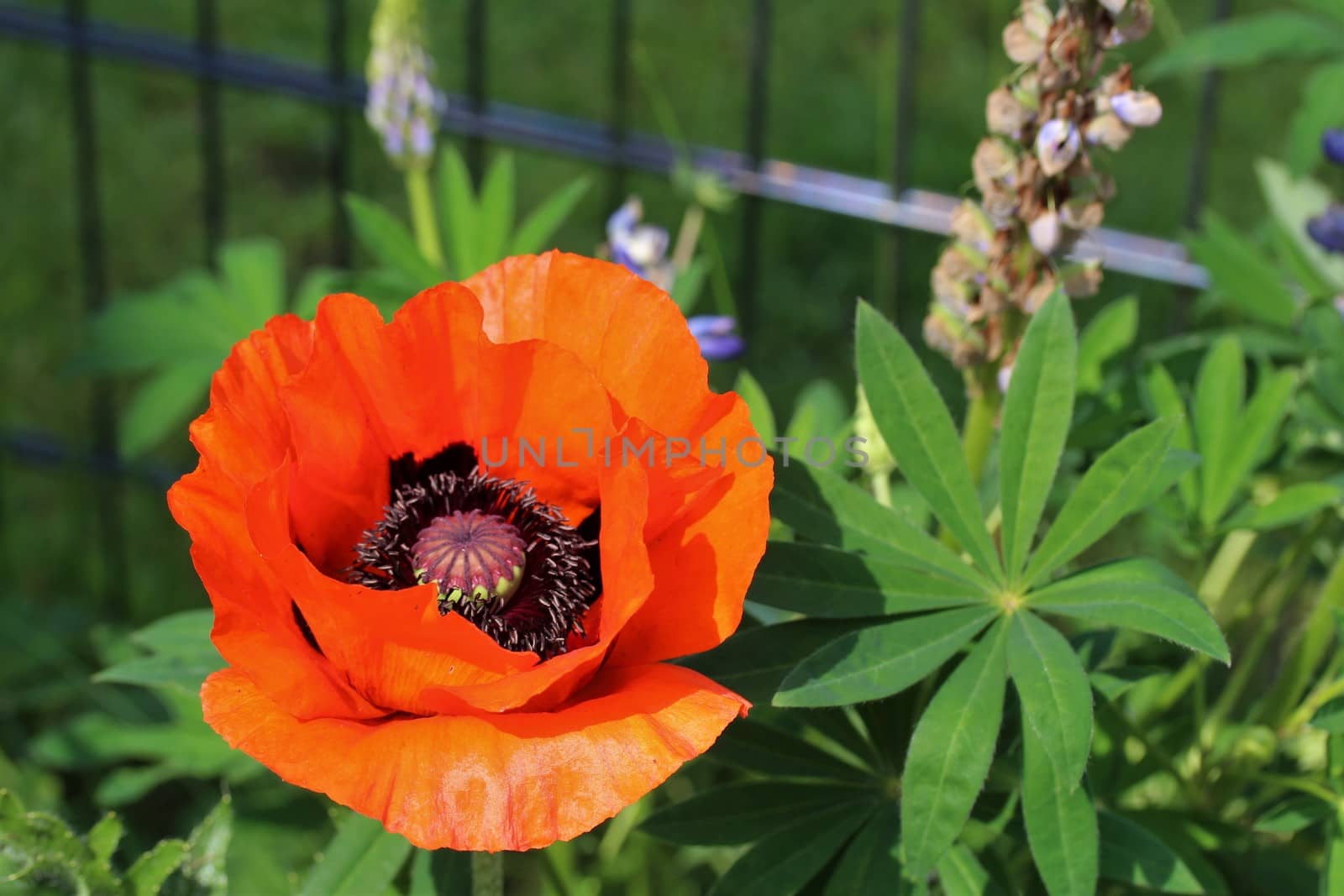 A poppy flower against a green background and a fence