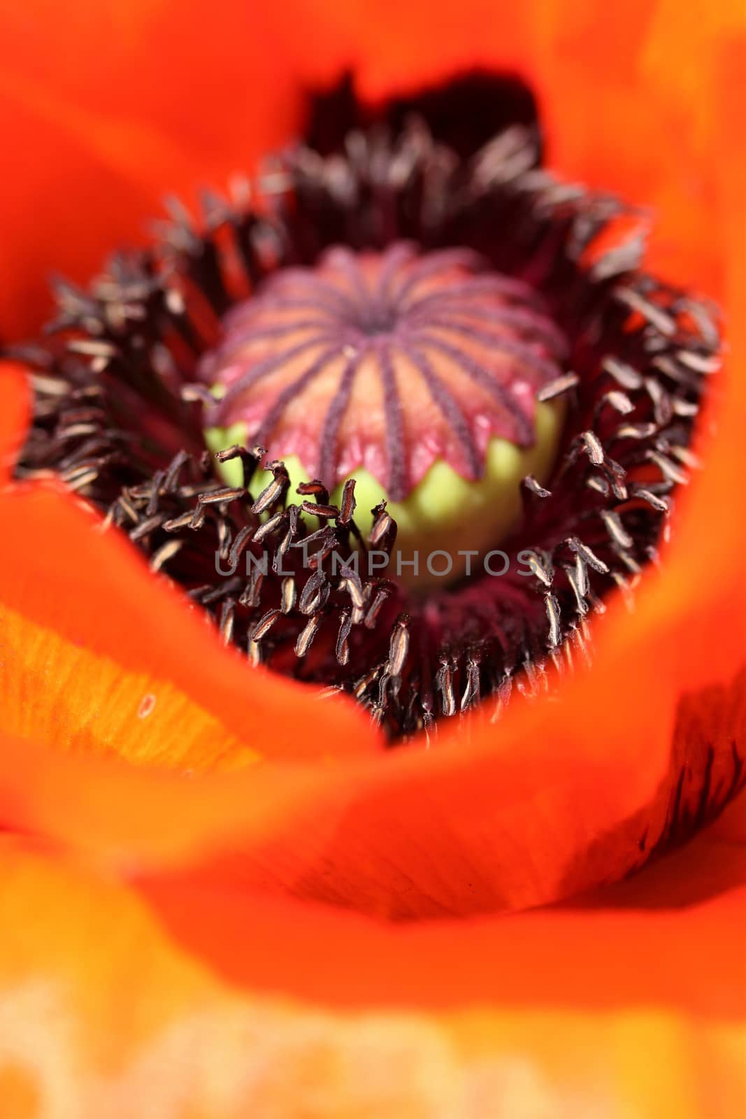 The inside of a red poppy flower blossom
