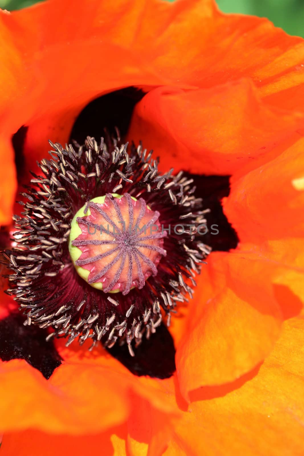 The inside of a red poppy flower blossom