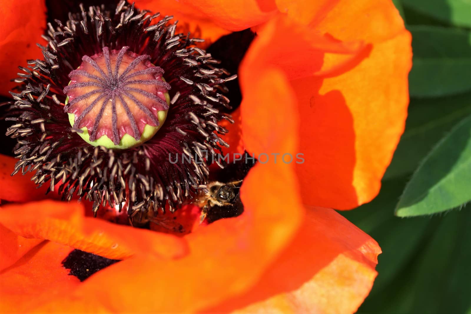 A close up of a red poppy flower blossom with a bumblebee inside