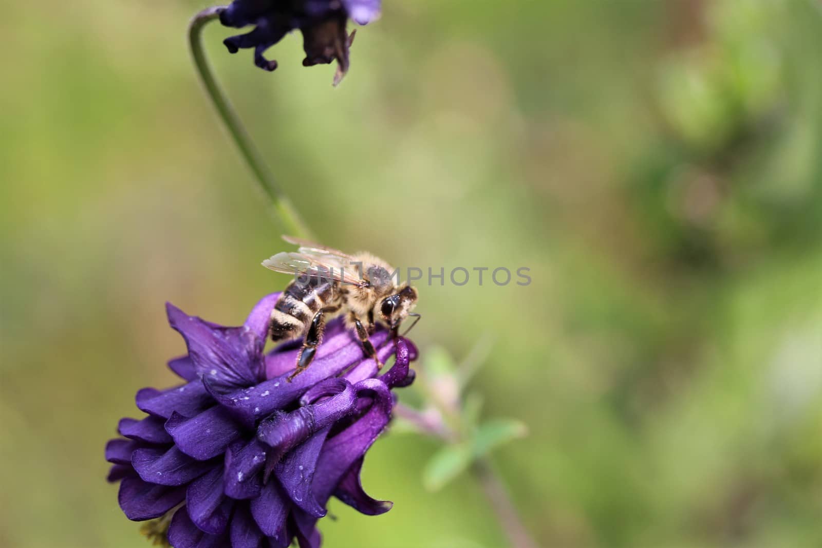 Purple aquilegia vulgaris with a hoverfly