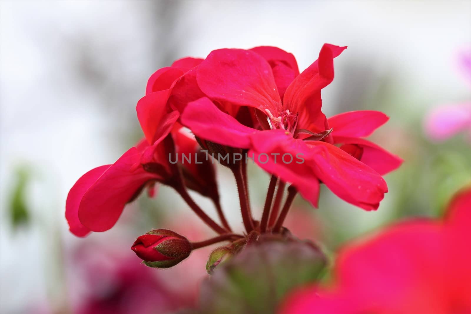 A close up of a red geranium blossom with a light background